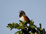Spotted Towhee (Pipilo Maculatus) Calling  Near Saanich  British Columbia  Canada  North America