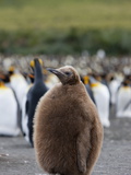 King Penguin Chick (Aptenodytes Patagonicus)  Gold Harbour  South Georgia  Antarctic  Polar Regions