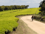 Tea Plantation  Mufindi  Tanzania  East Africa  Africa