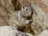 California Ground Squirrel (Citellus Beecheyi)  Joshua Tree National Park  California  USA
