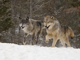 Two Captive Gray Wolves (Canis Lupus) Running in the Snow  Near Bozeman  Montana  USA