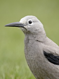 Clark's Nutcracker (Nucifraga Columbiana)  Manning Provincial Park  British Columbia  Canada