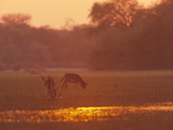 Donkeys at Sunset in Swamps Near Okavango River  Botswana  Africa