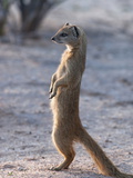 Yellow Mongoose (Cynictis Penicillata) Kgalagadi Transfrontier Park  South Africa  Africa