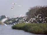 Birds in Reedbeds  Okavango River  Botswana  Africa