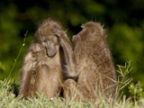 Two Chacma Baboons (Papio Ursinus) Grooming  Kruger National Park  South Africa  Africa