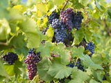 Grapes on Vines  Languedoc Roussillon  France  Europe