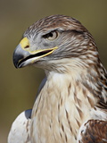 Ferruginous Hawk (Buteo Regalis) in Captivity  Arizona Sonora Desert Museum  Tucson  Arizona  USA