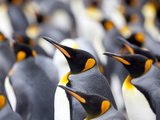 King Penguin Colony (Aptenodytes Patagonicus)  Gold Harbour  South Georgia  Antarctic