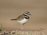 Killdeer (Charadrius Vociferus)  Salton Sea  California  United States of America  North America