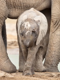 Baby Elephant (Loxodonta Africana)  Addo Elephant National Park  Eastern Cape  South Africa  Africa