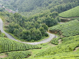 Tea Gardens  Munnar  Kerala  India  Asia