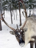 Reindeer Safari  Jukkasjarvi  Sweden  Scandinavia  Europe