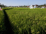 Rice Field  Kerobokan  Bali  Indonesia  Southeast Asia  Asia