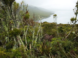 Flora on Campbell Island  Sub-Antarctic  Polar Regions