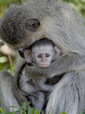 Infant Vervet Monkey (Chlorocebus Aethiops)  Kruger National Park  South Africa  Africa