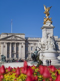 Tulips in Front of Buckingham Palace and Victoria Memorial  London  England  United Kingdom  Europe