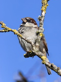 House Sparrow (Passer Domesticus)  United Kingdom  Europe