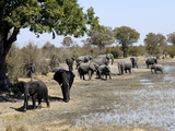 Group of Elephants After Mud Bath  Hwange National Park  Zimbabwe  Africa