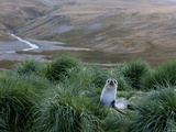 Antarctic Fur Seal (Arctocephalus Gazella)  Husvik Island  Antarctic  Polar Regions