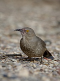 Curve-Billed Thrasher (Toxostoma Curvirostre)  Caballo Lake State Park  New Mexico  USA