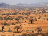 Masai Steppe  Near Arusha  Tanzania  East Africa  Africa