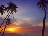 Palm Trees and Ocean at Sunset  Maldives  Indian Ocean  Asia&10;
