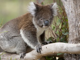 Koala (Phascolarctos Cinereus) in a Eucalyptus Tree  Yanchep National Park  West Australia