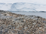 Adelie Penguin Colony (Pygoscelis Adeliae)  Commonwealth Bay  Antarctica  Polar Regions