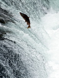 Sockeye Salmon Attempting to Jump the Falls  Brooks Camp  Katmai National Park  Alaska  USA