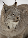 Canadian Lynx (Lynx Canadensis) in Snow in Captivity  Near Bozeman  Montana