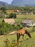 Horse Grazing on a Hillside in the Valle De Vinales  Pinar Del Rio Province  Cuba