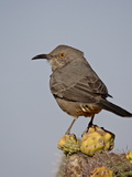Curve-Billed Thrasher (Toxostoma Curvirostre)  Rockhound State Park  New Mexico  USA