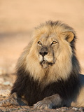 Blackmaned Lion (Panthera Leo)  Kgalagadi Transfrontier Park  Northern Cape  South Africa  Africa