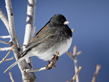 Oregon Junco  a Dark-Eyed Junco (Junco Hyemalis)  Roxborough State Park  Colorado