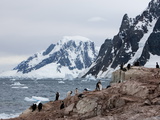 Shags and Penguins on Petersmann Island  Antarctica  Polar Regions