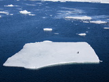 Adelie Penguin (Pygoscelis Adeliae) on Ice Floe  Dumont D'Urville  Antarctica  Polar Regions