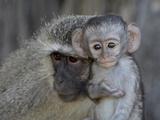 Vervet Monkey (Chlorocebus Aethiops) Infant and Mother  Kruger National Park  South Africa  Africa