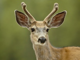 Mule Deer (Odocoileus Hemionus) Buck in Velvet  Jasper National Park  Alberta  Canada