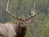 Bull Elk (Cervus Canadensis)  Jasper National Park  Alberta  Canada  North America