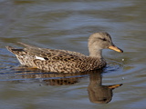 Female Mallard (Anas Platyrhynchos) Swimming  Sweetwater Wetlands  Tucson  Arizona  USA