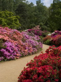 Azaleas and Rhododendrons  Isabella Plantation  Richmond Park  Richmond  Surrey  England  Uk