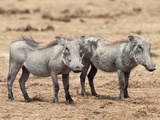 Warthogs (Phacochoerus Aethiopicus)  Sub Adult  Addo National Park  Eastern Cape  South Africa