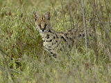 Serval (Felis Serval)  Ngorongoro Crater  Tanzania  East Africa  Africa