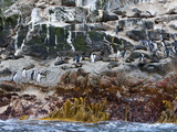 New Zealand Fur Seals and Erect-Crested Penguins  Bounty Island  Sub-Antarctic  Polar Regions