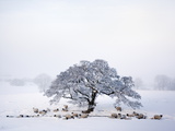 Northumberland Blackface Sheep in Snow  Tarset  Hexham  Northumberland  England  United Kingdom