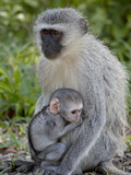 Vervet Monkey (Chlorocebus Aethiops) Mother and Infant  Kruger National Park  South Africa  Africa
