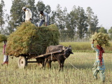Mustard Plant Harvest  Haridwar  Uttarakhand  India  Asia