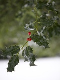 Close-Up of a Holly Tree  London  England  United Kingdom  Europe