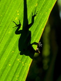 Little Gecko Behind a Illuminated Palm Leaf  Vallee De Mai  Praslin  Seychelles  Africa